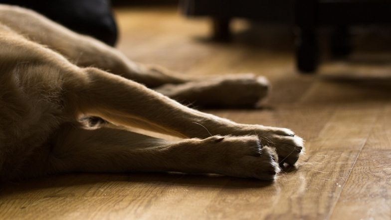 Maharashtra: Man Kills Pet Dog of Woman for Barking at Him in Aurangabad City