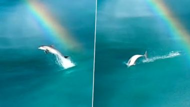 Dolphin Jumps ‘Over’ Rainbow in Old Video That's Viral Again; Watch Incredible Moment Caught on Camera