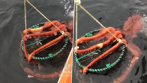 Prawning trip takes a turn as 'huge' octopus surfaces: Video