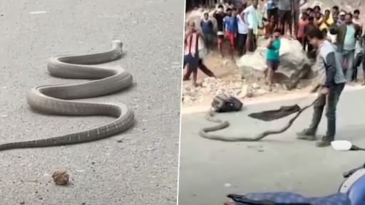 King Cobra Repeatedly Tries To Bite Rescuer; Watch Scary Viral Video of ...