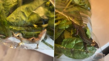 Live Lizard Found Inside Spinach Bag By Terrified Woman! The Little Creepy Reptile Spent 9 Days in Fridge (Watch Video)