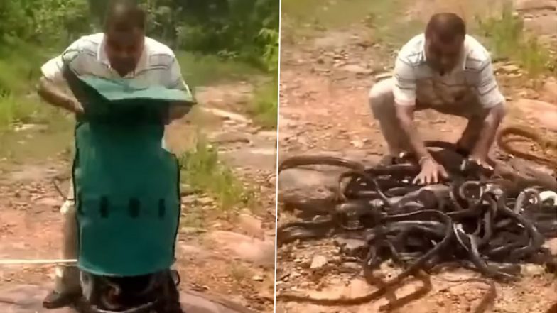 Snakes Coil on The Ground After Man Releases the Creepy Reptiles Into The Wild; Old Video Goes Viral, Leaving Internet Shaking