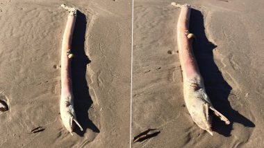 Creepy Creature With Sharp Teeth Found Dead on Crystal Beach! Netizens Call The Strange Eel-Like Animal 'Straight Outta The Depths Of Hell'; See Viral Pics