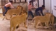 Angry Lionesses Attack Man Present Inside Their Cage Who Manages To Escape From Being Killed By The Wild Beasts in Viral Video; Internet Shocked!