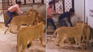 Angry Lionesses Attack Man Present Inside Their Cage Who Manages To Escape From Being Killed By The Wild Beasts in Viral Video; Internet Shocked!