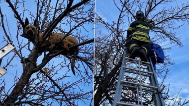 Dog Gets Stuck on Top of Tree While Chasing a Squirrel; Firefighters Rescue The Pooch Resting on Branch in Amusing Pics