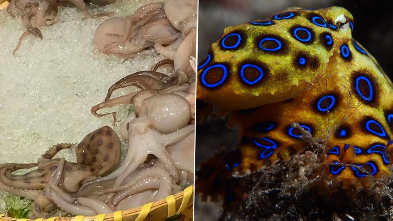 Deadly Blue-Ringed Octopus Served To Customer At Chinese Restaurant; The Dangerous Marine Creature Has Enough Venom to Kill 26 Adults (See Pic)