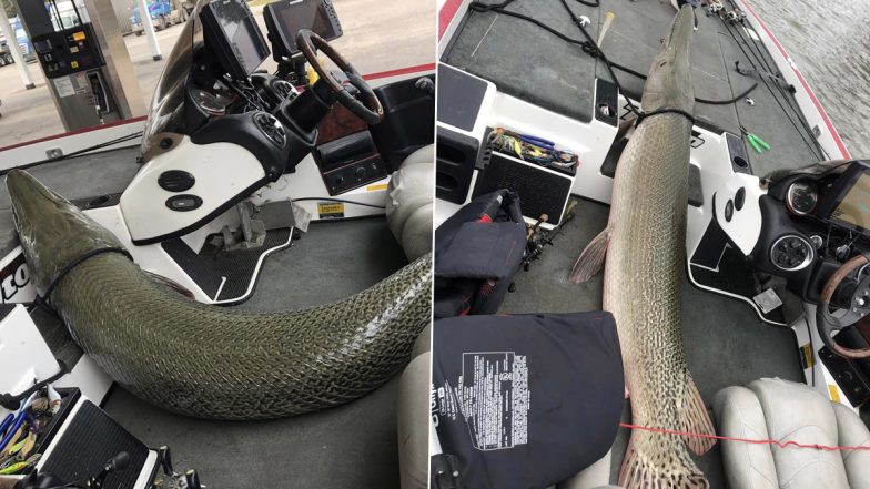 Rare 'Living Fossil' Beast Caught By Fishermen in Alabama; See Viral Pics of The Record-Breaking Alligator Gar That is Older Than Dinosaurs