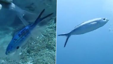Scuba Diver Rescues Fish Trapped in Plastic Bag Under the Ocean; Viral Video Discusses Plight of All Such Marine Species