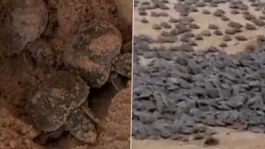 South American River Turtles Spotted Nesting Along Brazil and Bolivia Border; Viral Video Shows Largest Recorded Turtle Gathering