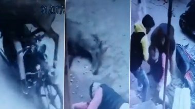 UP: Bike Rider Hospitalised After Collision With Nilgai in Mirzapur (Watch Video)
