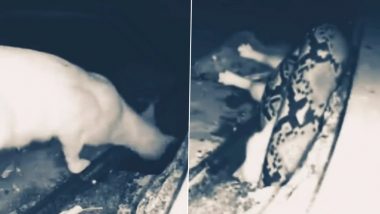 Giant Snake Kills Mountain Lion! Spine-Chilling Video of The Serpent Coiling Around the Wild Cat Goes Viral