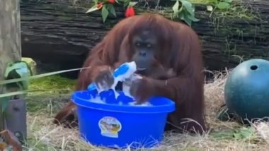 Old Clip of Orangutan 'Cleaning' Its Hands With Soap and Water Goes Viral Again; Watch Video