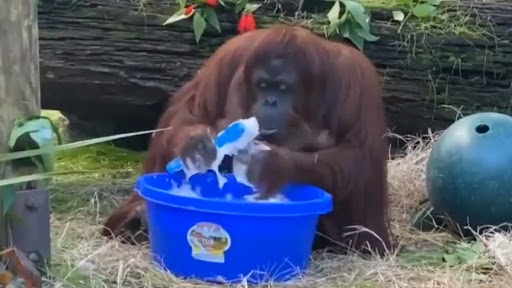 Old Clip of Orangutan 'Cleaning' Its Hands With Soap and Water Goes Viral Again; Watch Video