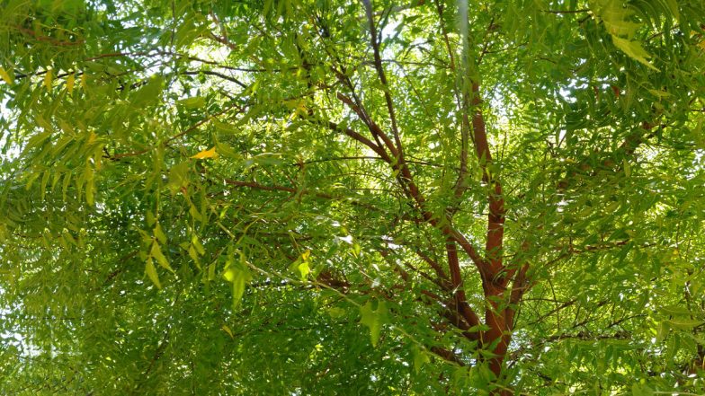 Viral Video: Crowd Gathers to Collect 'Milk' Oozing out of Miracle Neem Tree in UP's Kaushambi