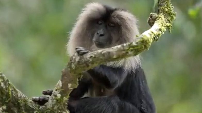 Video of Rare Lion-Tailed Macaque Perched on a Tree Goes Viral; Discusses Threat to the Monkey Species