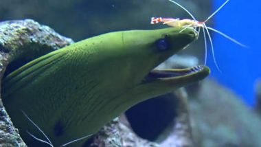 Cleaner Shrimp Clears Away Parasitic Load on Moray Eel; Video of Mutually Beneficial Relationship Between the Creatures Goes Viral