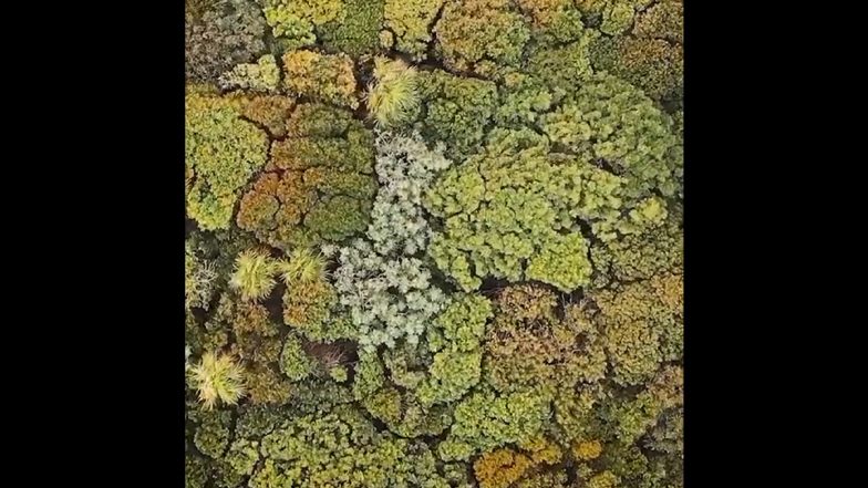 Social Distancing Among Trees? Video of ‘Crown Shyness’ Goes Viral As Netizens Feel Mesmerised After Watching It