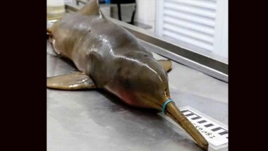 Dolphin Starved To Death As Bottle Ring Hung On Its Muzzle, Disturbing Photo Will Leave You Heartbroken