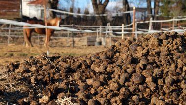 Burning Poop and Saving Money! Woman Uses Horse Feces to Make Bricks to Fuel Stove At Work in England (View Tweet)