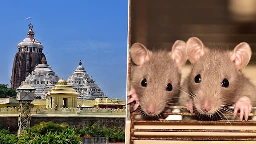 Rodent Menace Hits Puri’s Historic Jagannath Temple