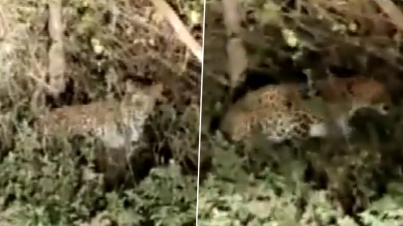 Punjab: Leopard Cub Spotted in Hilly Area of Dhar in Pathankot (Watch Video)