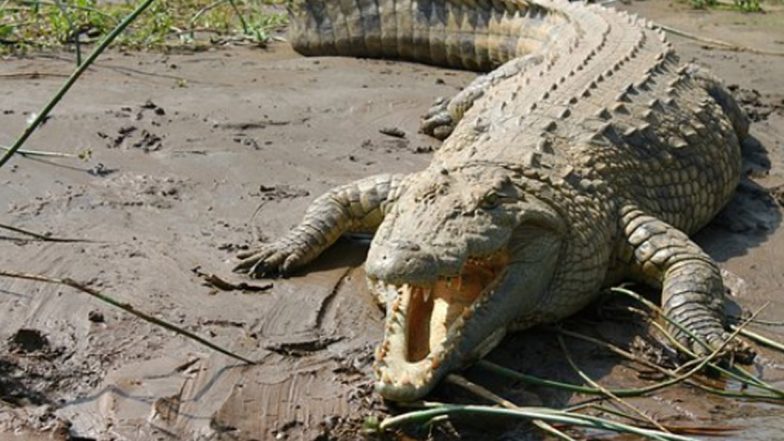 Goa: Crocodile Spotted Crossing Road at Margao Fish Market, Leaves Street Dogs Terrified (Watch Video)