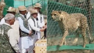 Cheetah Reintroduction Programme: MP CM Shivraj Singh Chouhan, Narendra Singh Tomar Release Second Batch of 12 Cheetahs in Kuno National Park (Watch Video)