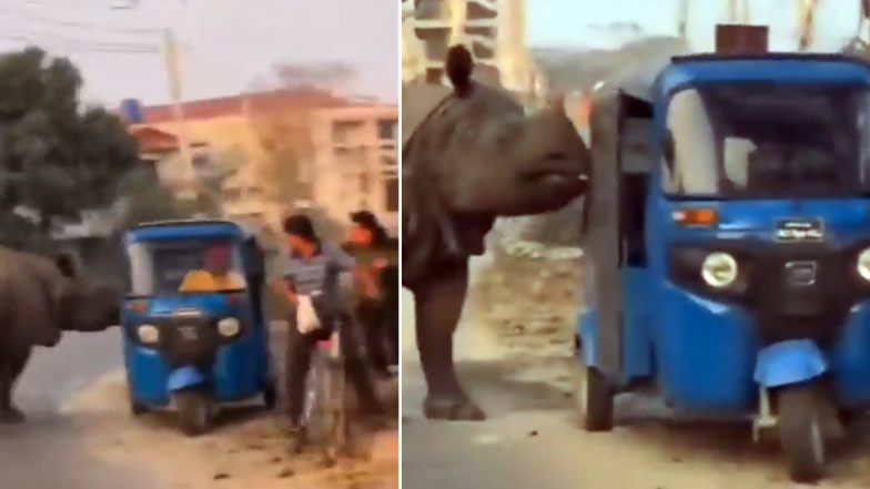 Rhino Attack: Rhinoceros Roaming on Street Scares Autorickshaw Driver Away, Funny-cum-Scary Video Goes Viral