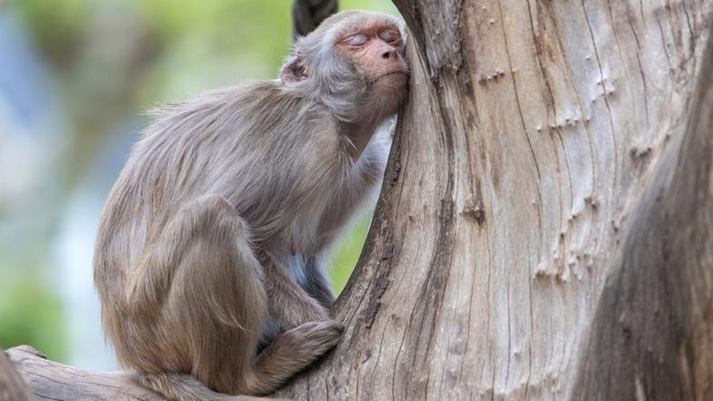 Maharashtra: Latur Village Organises Traditional Funeral For Monkey, Hundreds Gather To Bid Farewell To 'Friend' (Watch Video)