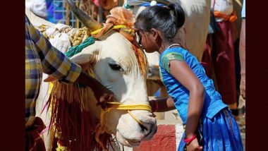 Valentine's Day 2023: Uttar Pradesh Minister Dharmpal Singh Urges Public to Celebrate 'Love Day' on February 14 By Offering Cows 'Gud and Roti'