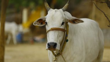 Cow Hug Day To Replace Valentine's Day? Animal Welfare Board of India Appeals Citizen To Celebrate February 14 by Hugging a Bovine