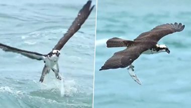 Falcon Catches Fish, Video Captures Hawk's Amazing, Yet Dangerous Hunting Skills