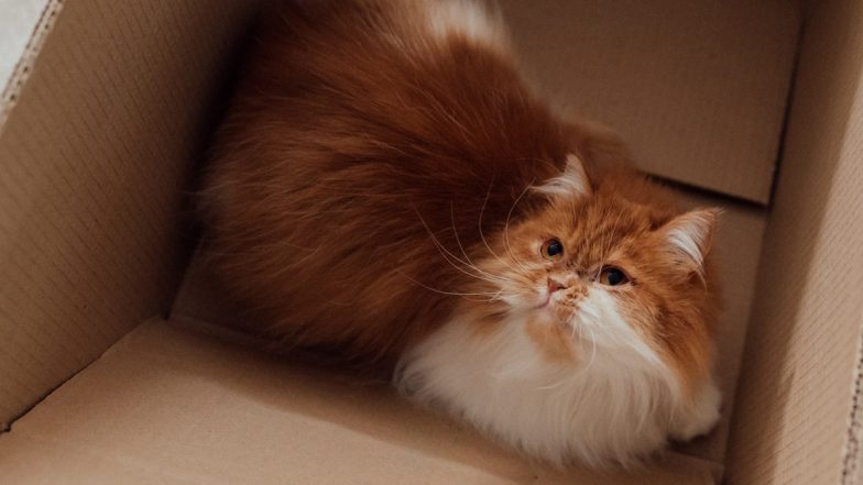 Anti-Valentine's Day Squad, Assemble! This Animal Shelter in Ohio Will Let You Write Your Ex’s Name on a Litter Box for Cats (View Post)