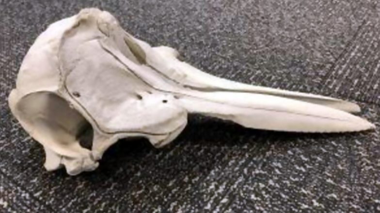 Skull of a Young Dolphin Found Inside an Abandoned Suitcase at Detroit Airport; Officials Warn Against Wildlife Smuggling (View Image)