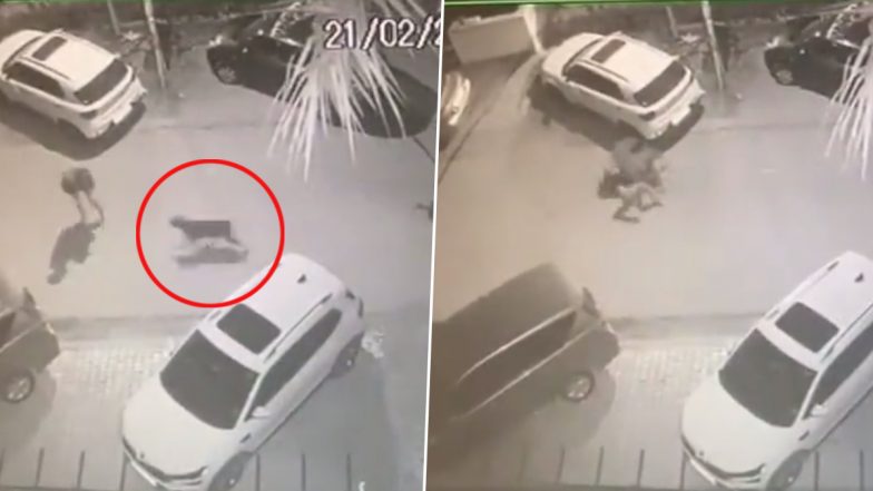 Dog Attack in Chandigarh: Unleashed Cane Corso Injures Man, Mauls Pomeranian to Death; Terrifying CCTV Video Surfaces