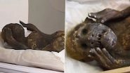 Japan&rsquo;s Mummified Mermaid Mystery Solved After Nearly 300 Years, Know What Researchers Found