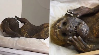 Japan’s Mummified Mermaid Mystery Solved After Nearly 300 Years, Know What Researchers Found