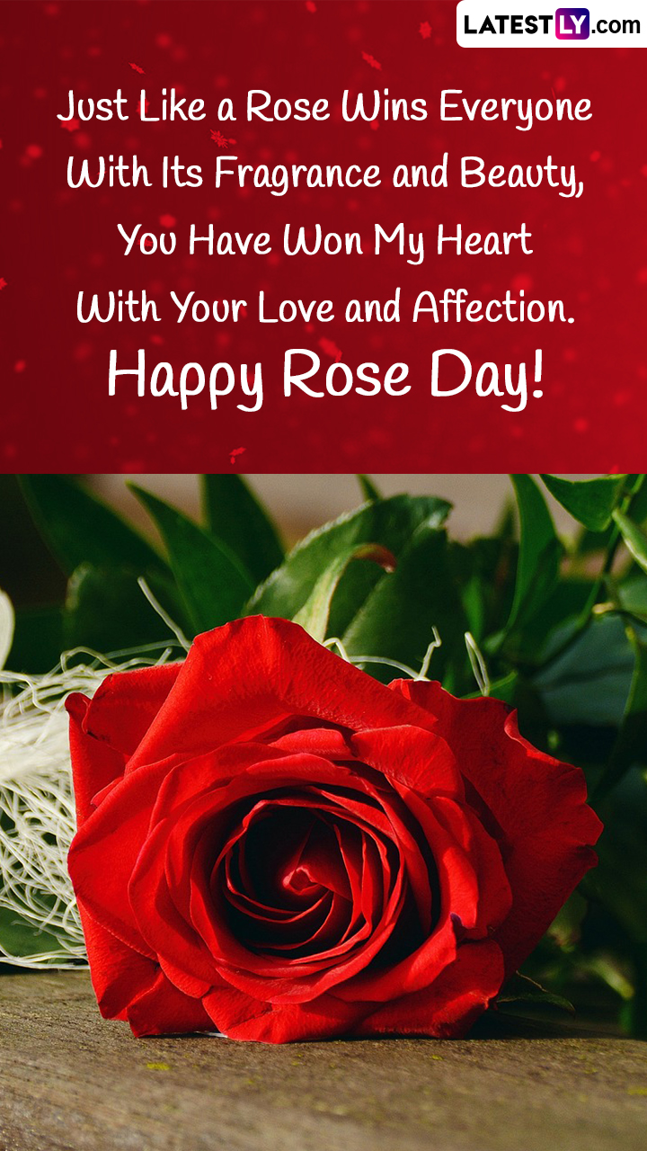 Rose Day 2023 Greetings, Lovely Messages and HD Images To Share ...