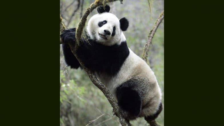 Xiang Xiang, Japan-Born Giant Panda, Set Off for China From Tokyo Zoo (Watch Video)