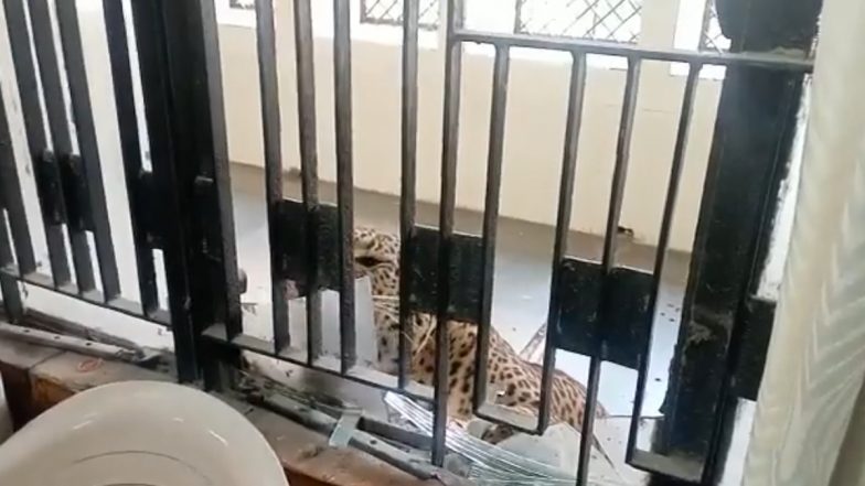 Leopard Enters Ghaziabad District Court Premises, Several Reportedly Injured in Attack (Watch Video)