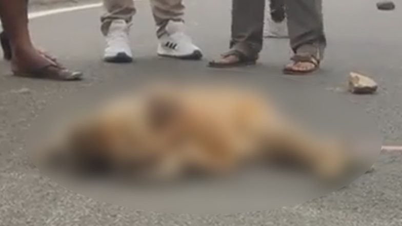 Assam: Baby Golden Langur Cries While Trying To Wake Up Dead Mother on Road, Heartbreaking Video Goes Viral