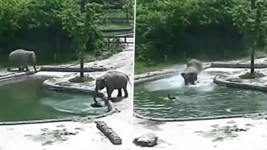 Elephants Rescue Calf Drowning in Pool at Seoul Zoo in a Heartwarming Video (Watch)