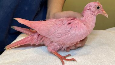 Pigeon Dyed Pink for Gender Reveal Party! Malnourished Bird Rescued and Transported to a Wildlife Rehabilitation Centre; View Image