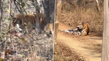 Viral Video: Tiger and Leopard Caught Vibing in Wilderness on Boring Afternoon