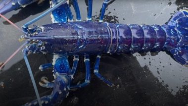 Rare Bright Blue Lobster Spotted in Belfast Lough; Skipper Says Chances of Catching the Crustacean Are Two Million to One (Watch Video)