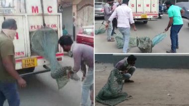 Stray Dog Menace in Hyderabad: Authorities Conduct Operation To Catch Canines (See Pics)