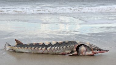 Bizarre Sea ‘Dinosaur’ With A Pointed Nose and Hulking Armour Washes Up on Virginia Beach; View Image of the Rare Atlantic Sturgeon