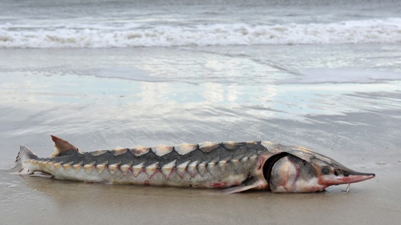 Bizarre Sea ‘Dinosaur’ With A Pointed Nose and Hulking Armour Washes Up on Virginia Beach; View Image of the Rare Atlantic Sturgeon