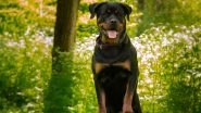 Dog Attack in Mumbai: Rottweiler Bites Man in Santacruz, Owner Gets Three Months' Imprisonment